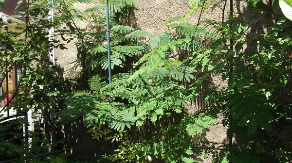 DSCF1112.JPG