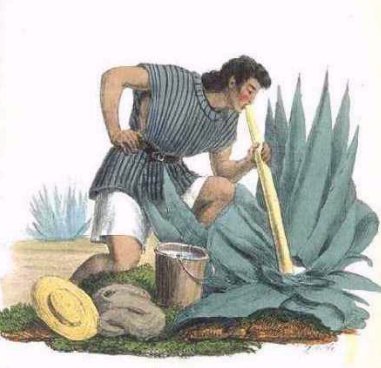 pulque.jpg
