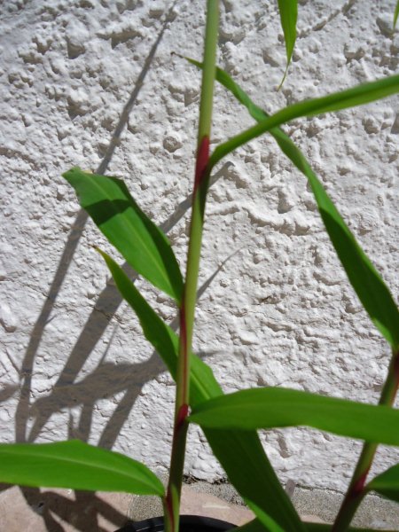 DSC00822 détail d'un pied d'Hedychium.jpg