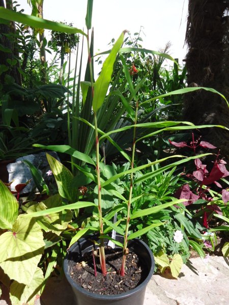 DSC00819 Hedychium.jpg