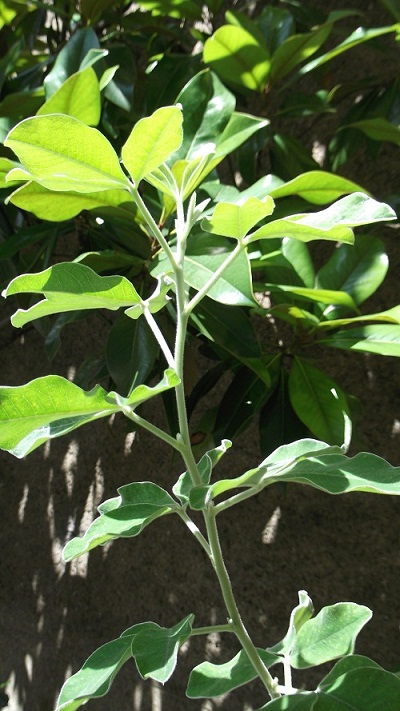 DSCF1115.JPG
