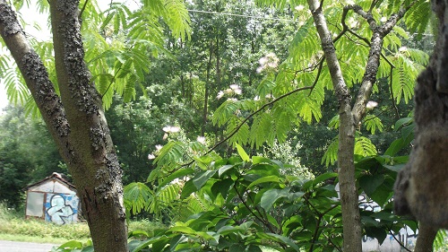 DSCF1125.JPG
