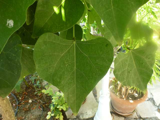 Erythrina sa feuille j'aimerai savoir lequel?.. il ressemble au caffra mais je ne suis pas sûre
