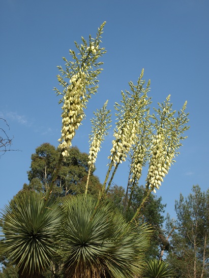 Yucca thompsoniana en floraison.