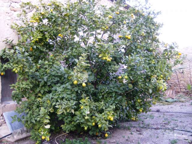 Citronnier