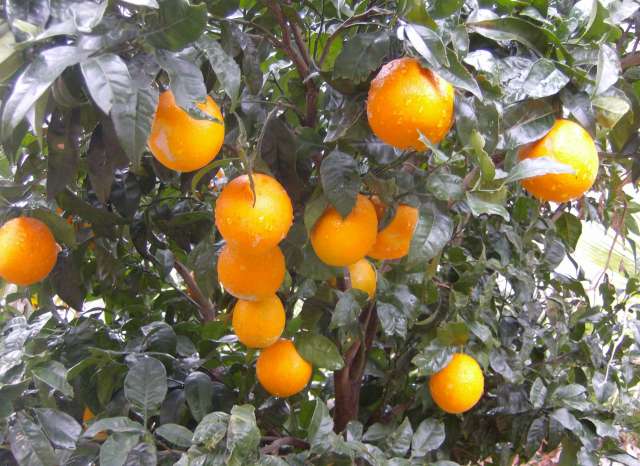 orange au moment de la récolte