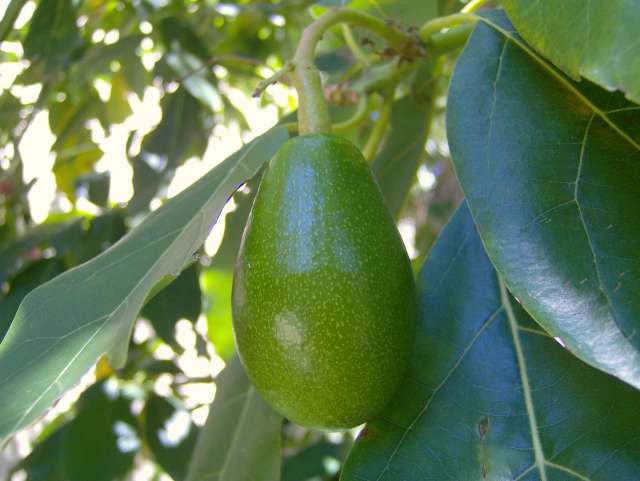 HPIM0169_PhotoRedukto.jpg