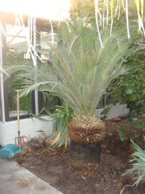 caryota 021.jpg
