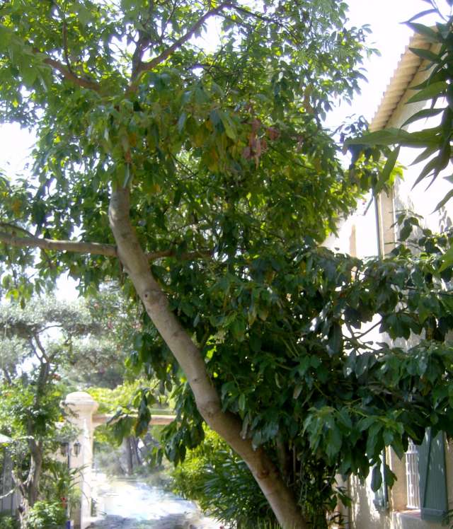 l'arbre n'est pas entier j'ai dû reduire le bas de la photo