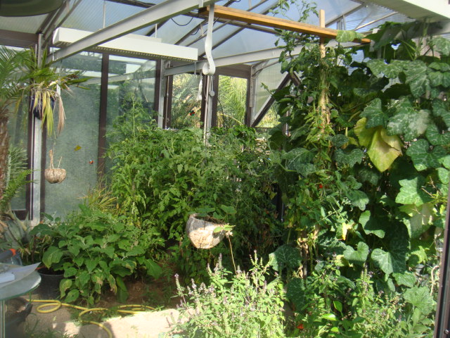 serre caryota 006.jpg