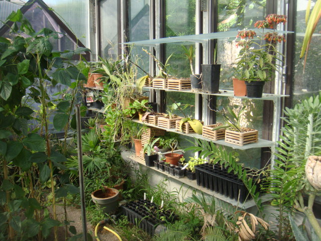 serre caryota 007.jpg
