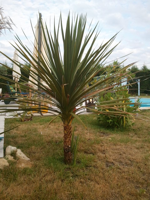 2012-07-26 19.32.15.jpg
