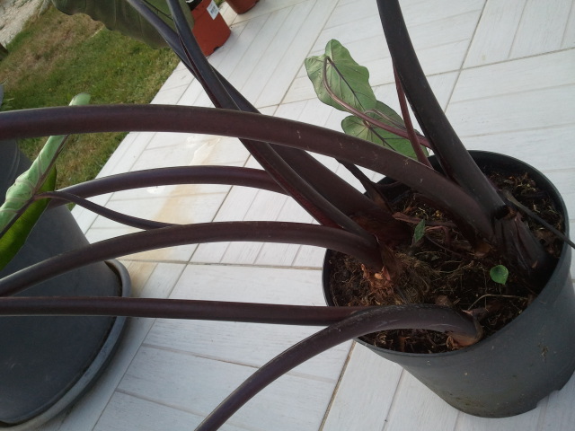 colocasia black 1.jpg