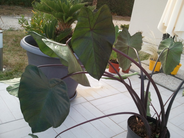 colocasia black 2.jpg