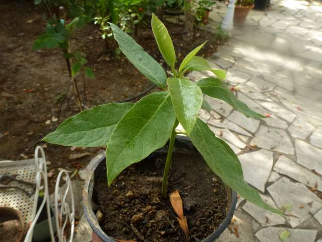 P1050317_PhotoRedukto.jpg