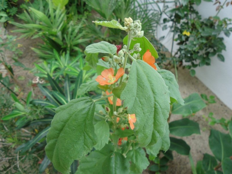 DSC00835.jpg