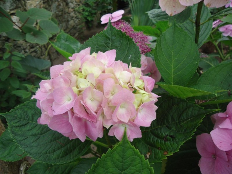 DSC00832.jpg