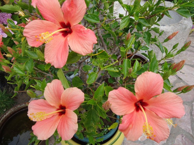 DSC00830 Hibiscus rosa sinensis Brocéliandre.jpg