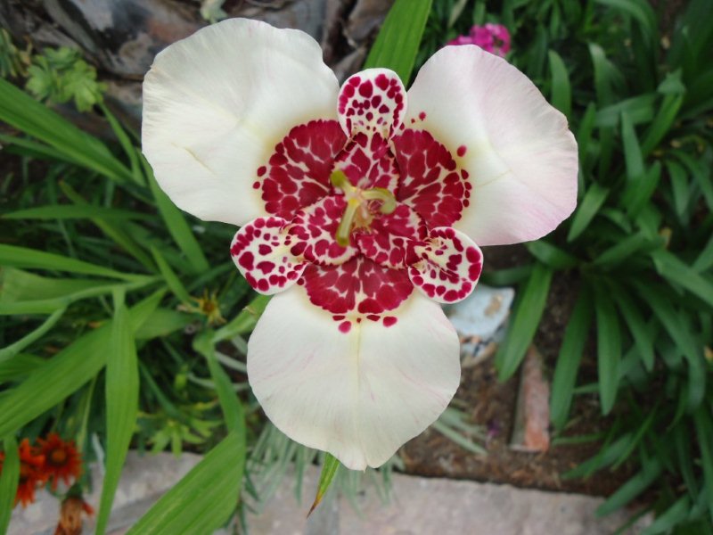 DSC00828.jpg