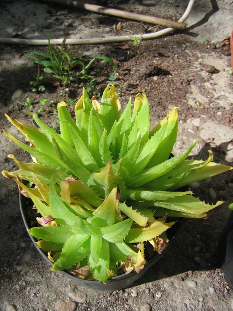 aloe polyphylla (3) [640x620].JPG