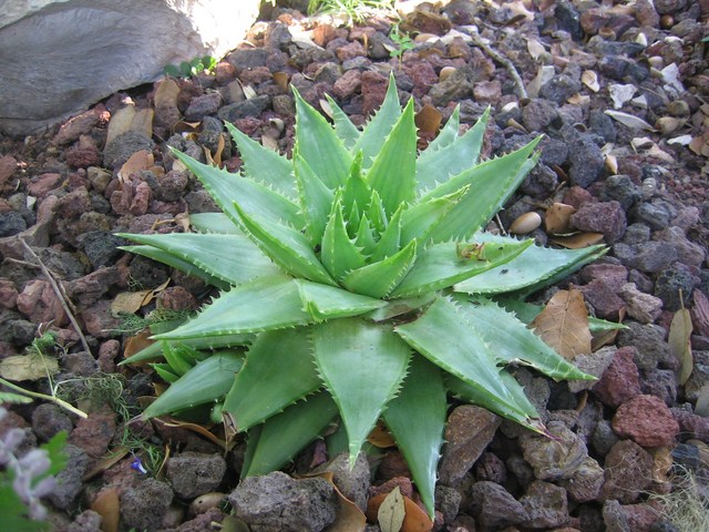 aloe polyphylla 2012 (5) [640x620].JPG