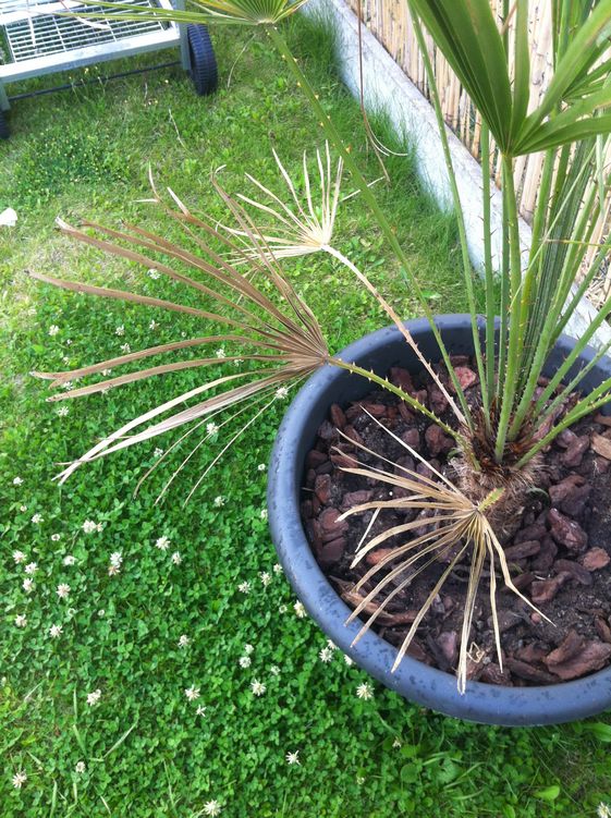 CHAMAEROPS Humilis Palmes 1.JPG