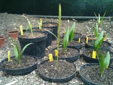 Sur cette photo, mes premières plantules de la fin de l'été dernier : à droite des trachycarpus wagnerianus et un hyophorbe laginecaulis au fond, au centre un phoenix theoprastii, deux trachycarpus fortunei (naini tail) et 2 sabal minor au fond. A gauche, encore un wagne et dans les pots non enterrés un trachycarpus latisectus, un oreophilus et un wagnerianus fraichement sorti.