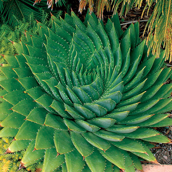 aloe_polyphylla_lg.jpg