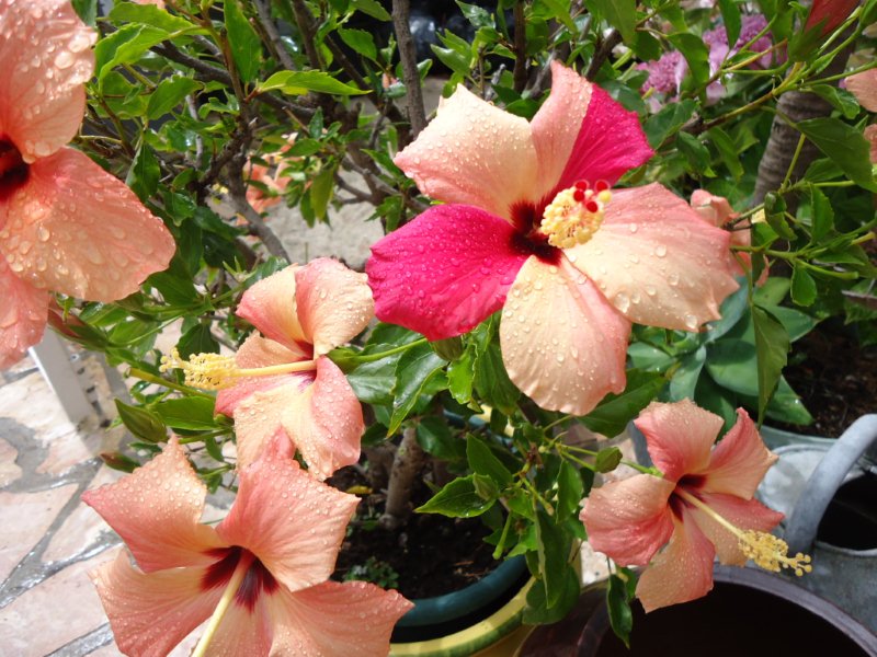 DSC00839 Hibiscus Brocéliandre avec une fleur bicolore.jpg