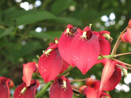 Abeille sur Erythrine c.g..jpg