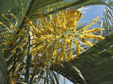 Abeille sur fleurs mâles de B.yatay.jpg