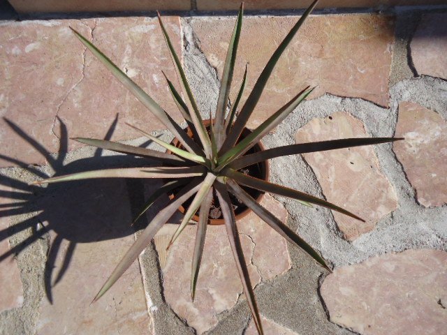 DSC00847 Agave.jpg