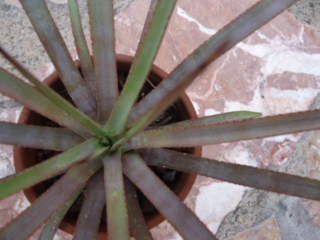 DSC00852.jpg