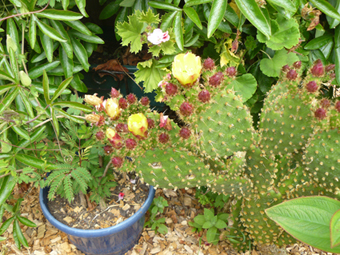 Opuntia vulagaris