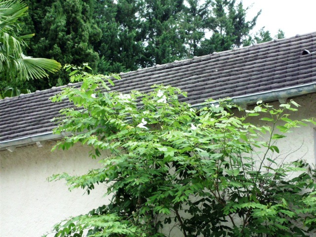 HPIM0933.JPG