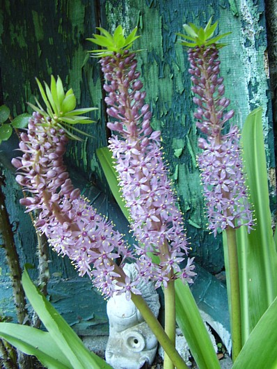 018.31 juillet 2012.JPG