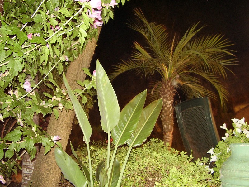 019.31 juillet 2012 (21 (10).JPG