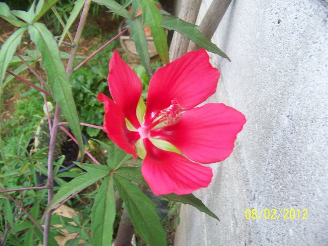 hibiscus 1.JPG
