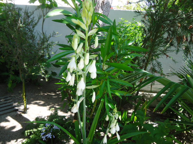 DSC00864.JPG