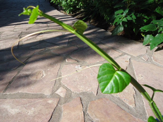 DSC00872.jpg