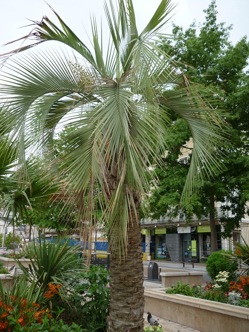 Butia Palois.jpg