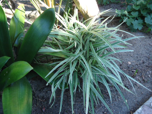 DSC00881.JPG
