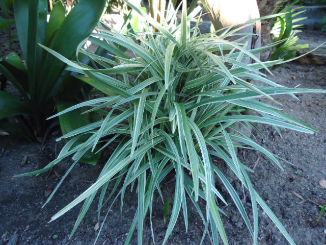 DSC00879.JPG