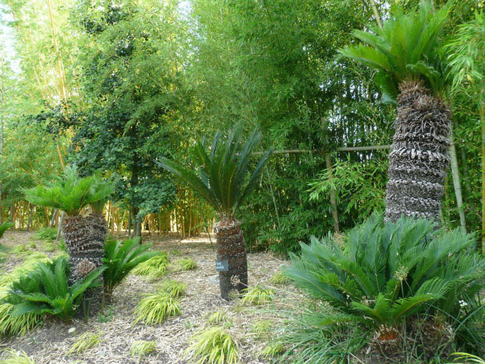 Cycas Revoluta