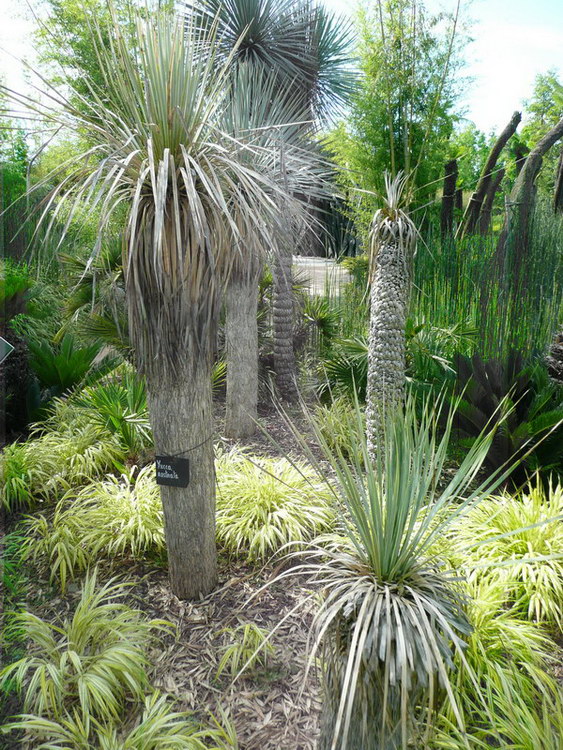 Yucca Rostrata