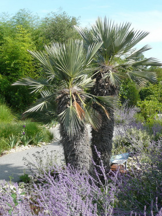 trithrinax campestris3.JPG