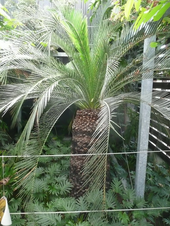 Cycas