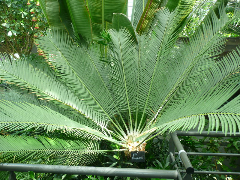 Cycas Thouarsii