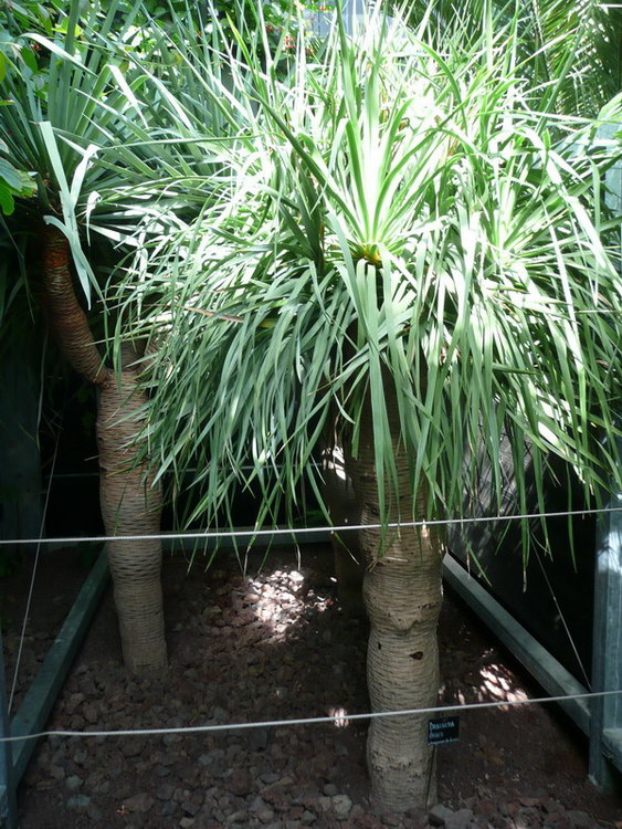 Dracaena