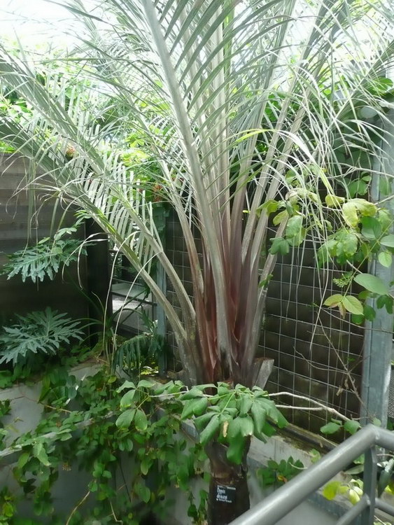 Dypsis Decaryi